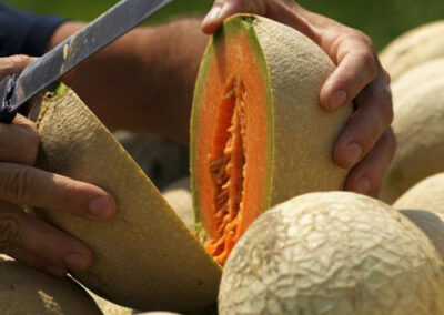 Melone di Casteldidone e Viadana