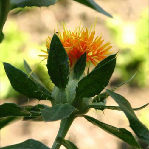 Zafferanone